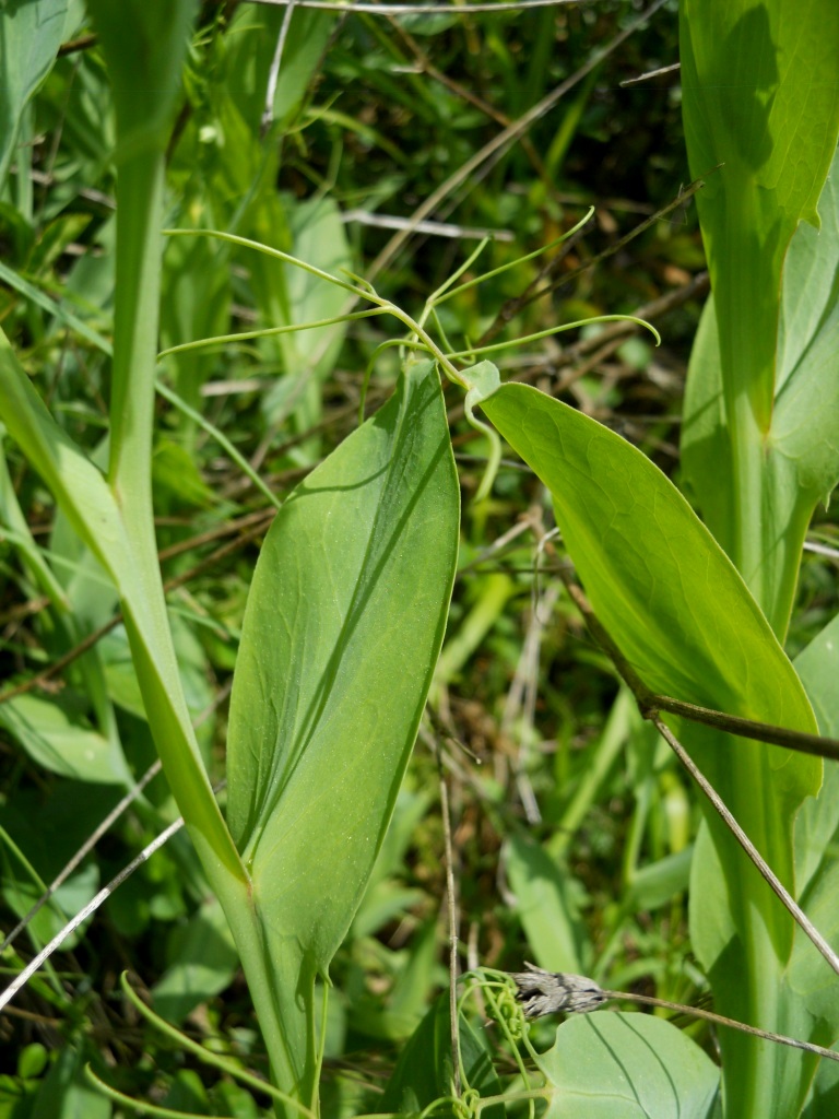 Lathyrus ochrus